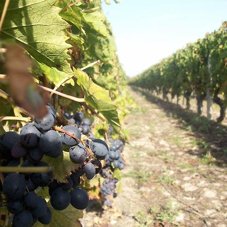 Loire, Chateaux, Et Vignes Onzain Exterior photo